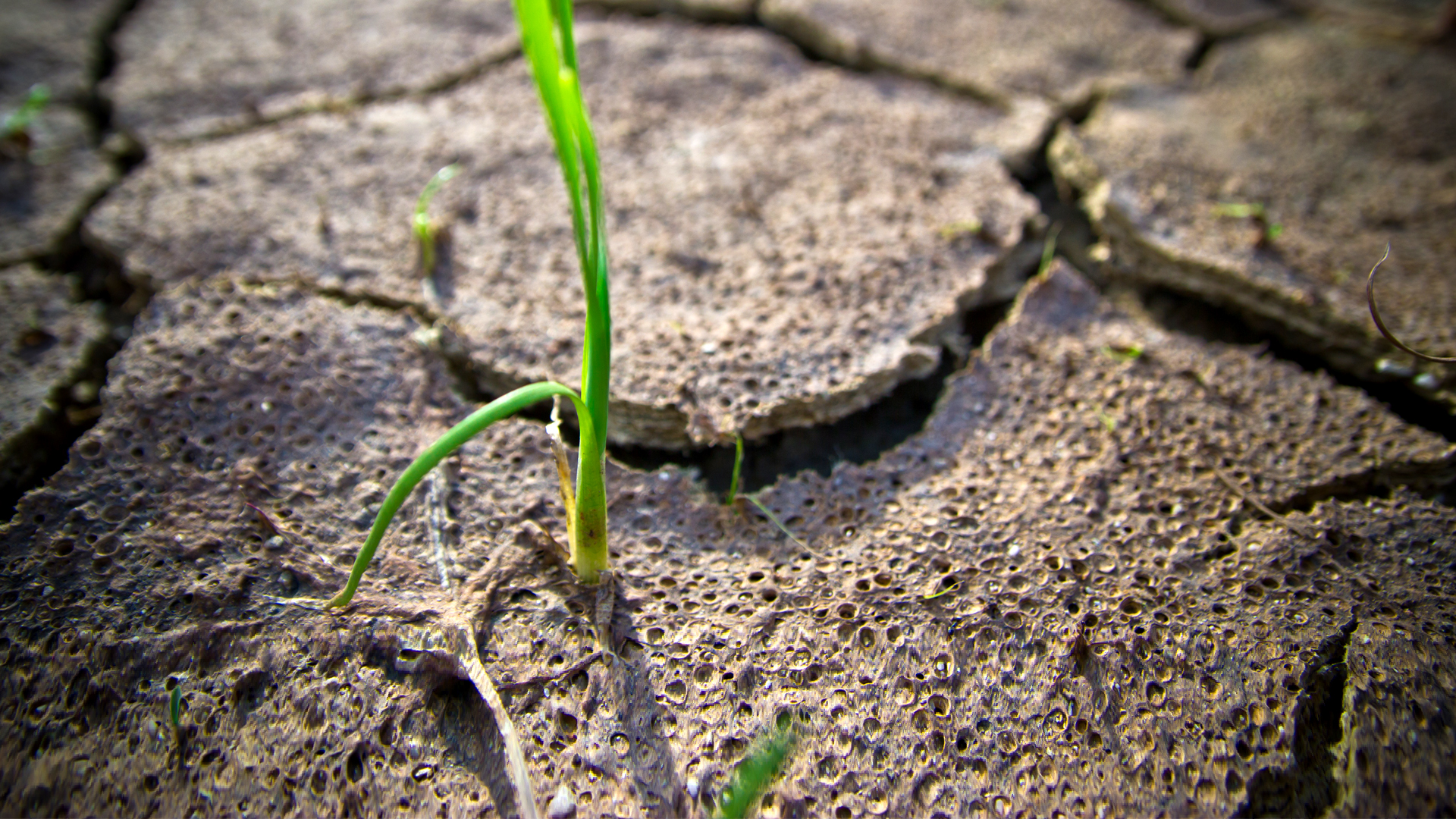 Junger Grashalm steckt in vertrockneter Erde © Colourbox 