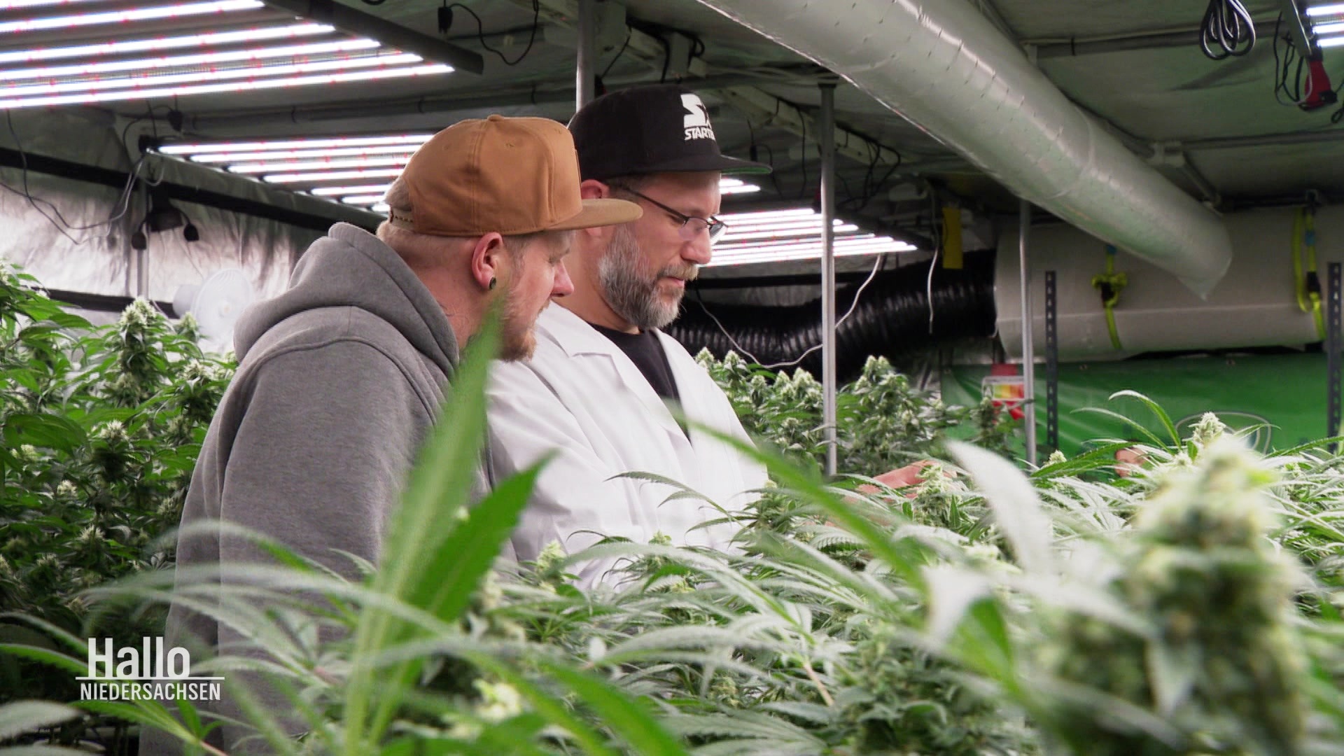 Szennen aus einem legalen Cannabis-Club zeigen den Anbau der Pflanze. © Screenshot 