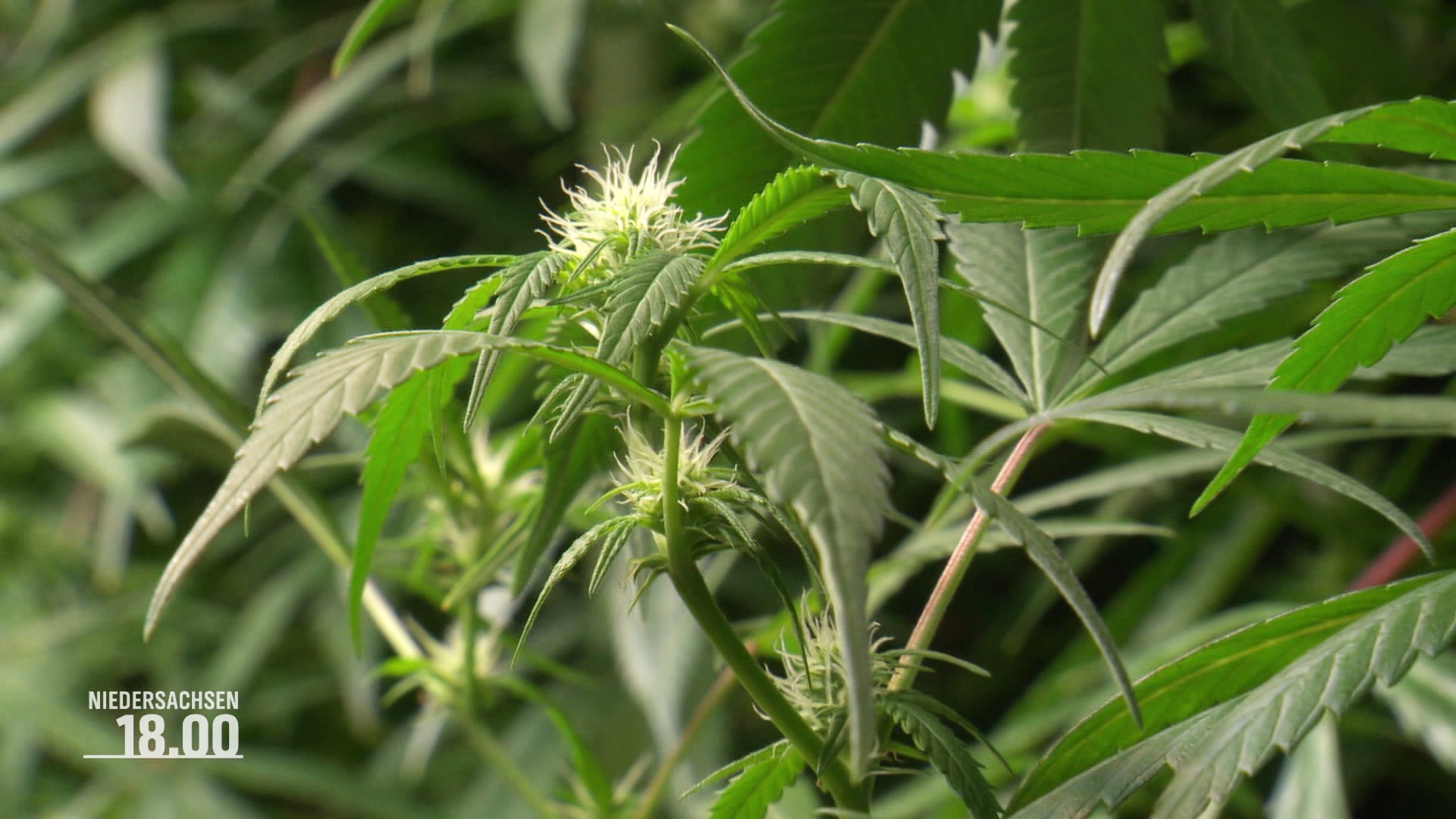 Nahaufnahme einer Cannabis-Pflanze. © Screenshot 