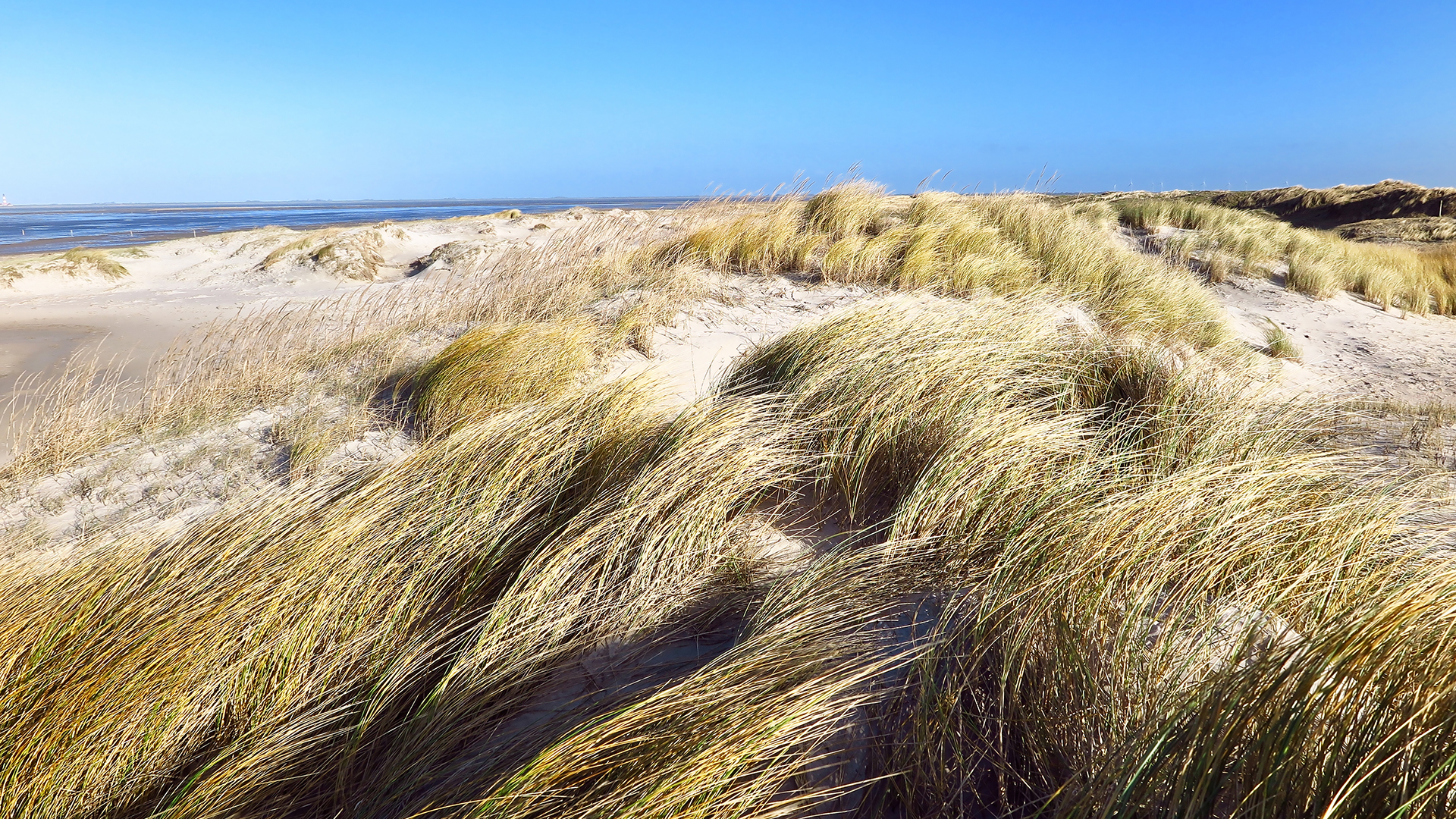 Die Dünen von St. Peter-Ording bei strahlendem Sonnenschein und blauem Himmel. © NDR Foto: Ursula Andresen