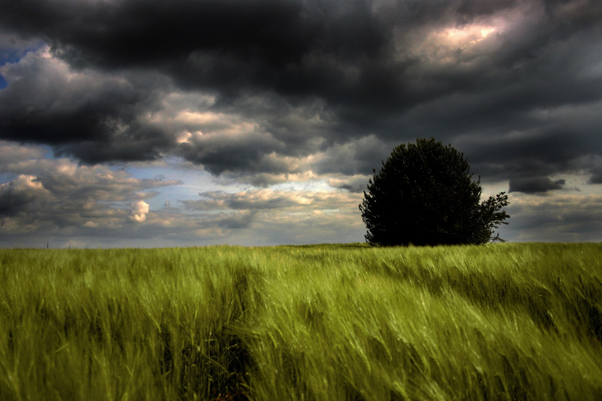 Ein einzelner Baum steht auf einem Feld bei dunklen Wolken. © photocase | TIJU PICTURES Foto: TIJU PICTURES