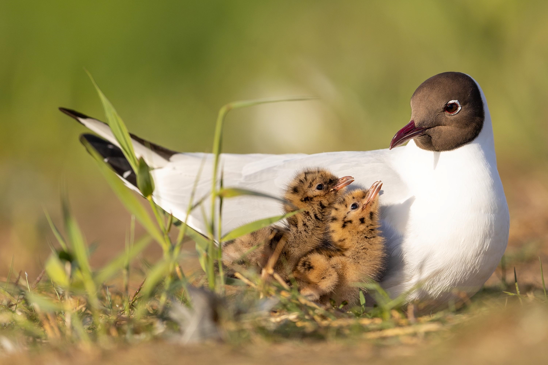 Eine Lachmöwe mit weißem Gefieder und dunklem Kopf sitzt am Riether Werder im Gras und schaut ihre beiden Küken an. © Jan Gläßer Foto: Jan Gläßer