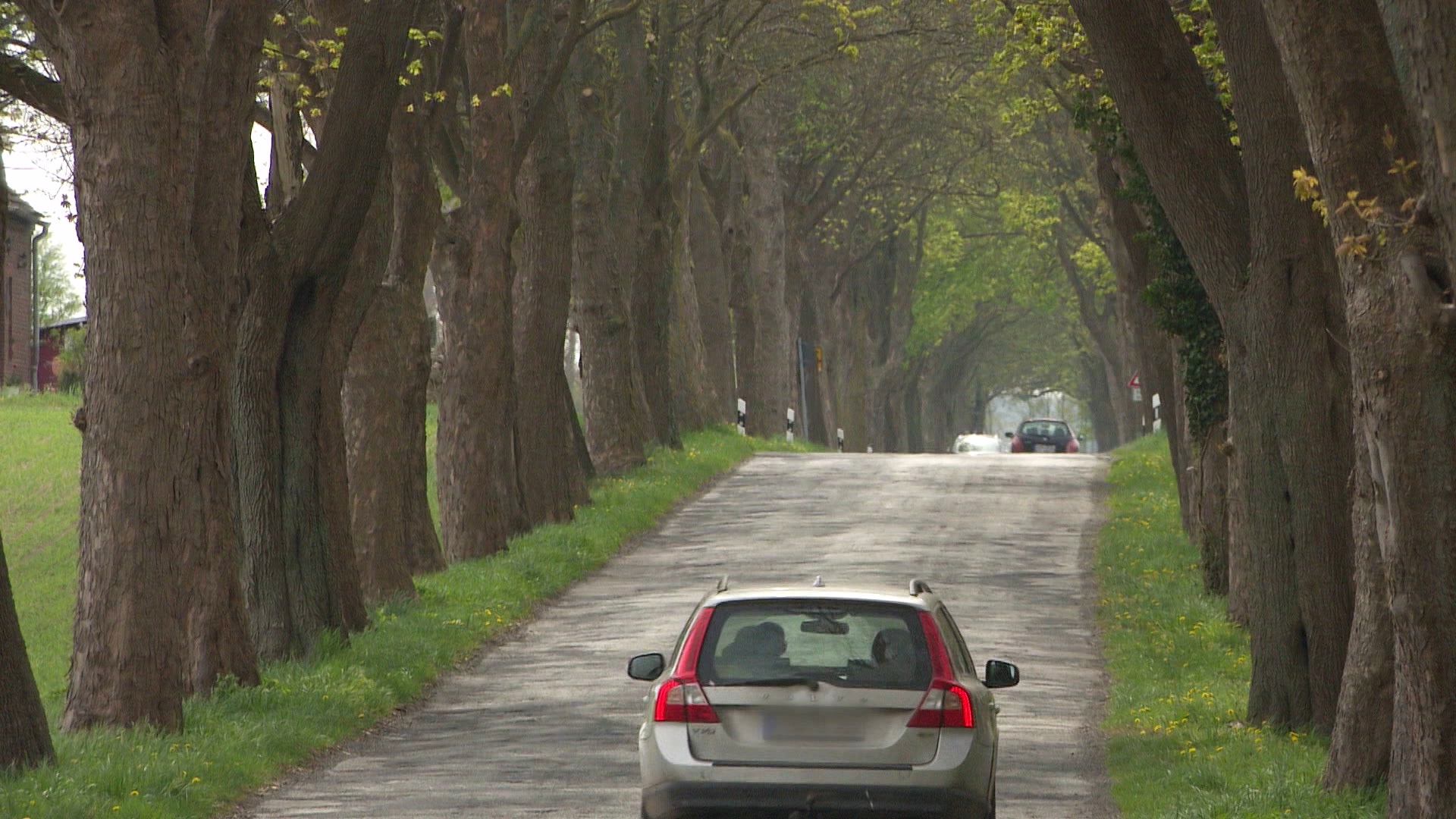 Eine Allee mit mächtigen Bäumen links und rechts der Straße in Vorpommern-Greifswald. © Screenshot 