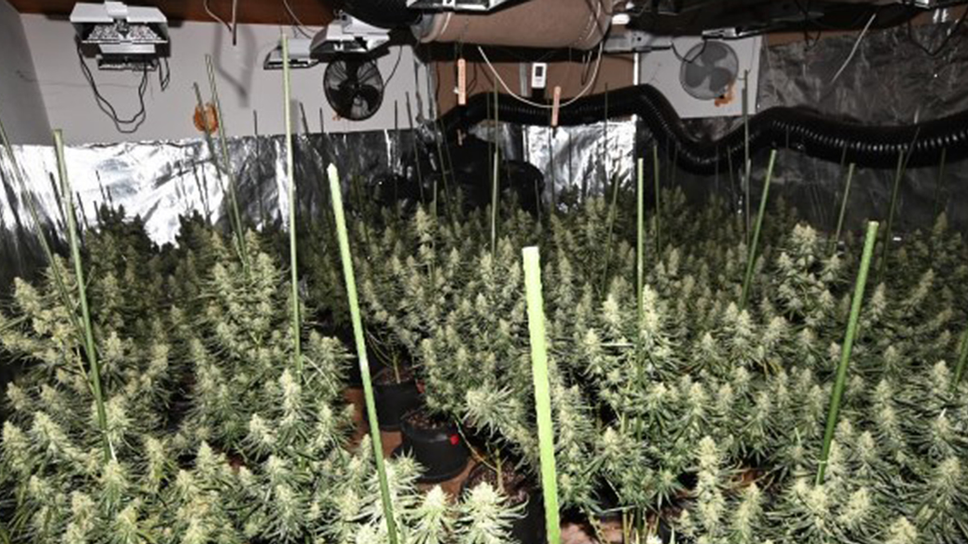 In einem Raum stehen viele Cannabis-Pflanzen, an der Decke hängen Lüftungsgeräte. © Polizei Göttingen 