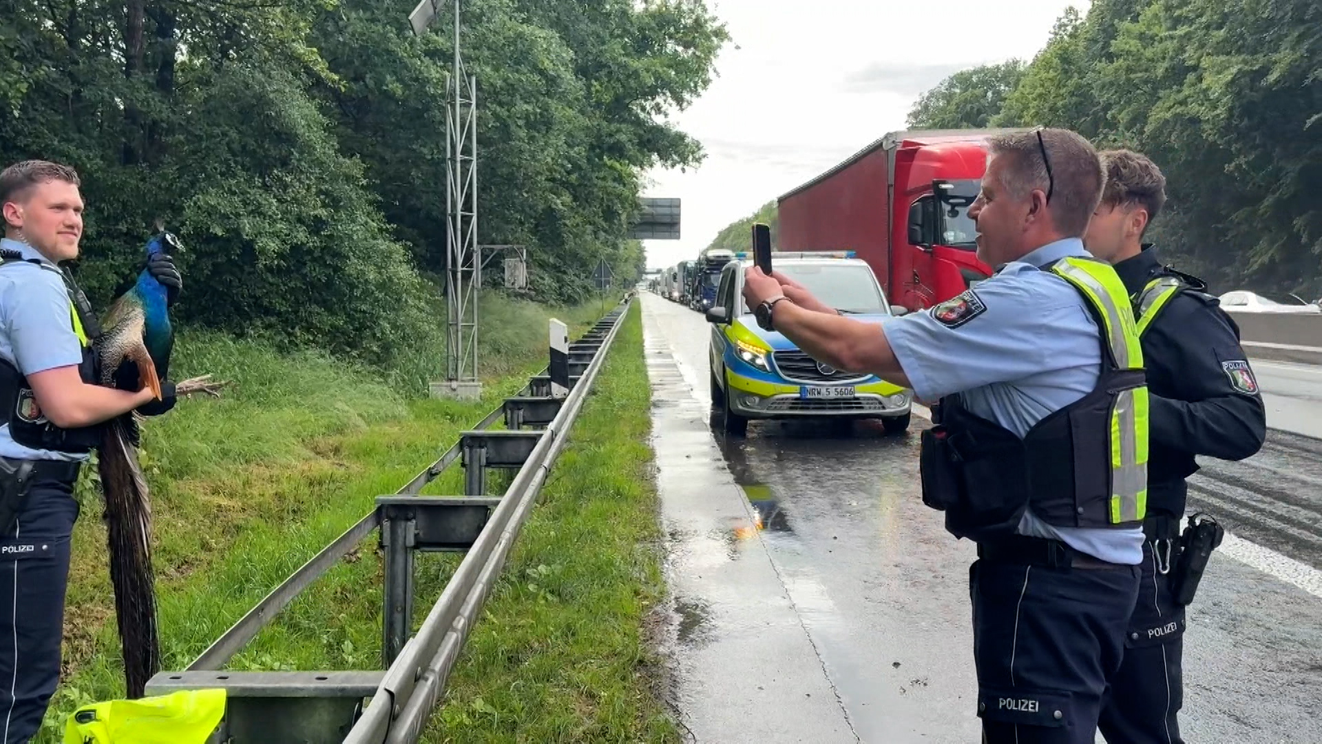 Ein Polizist hält einen Pfau neben einer Autobahn auf dem Arm. © TV7News 