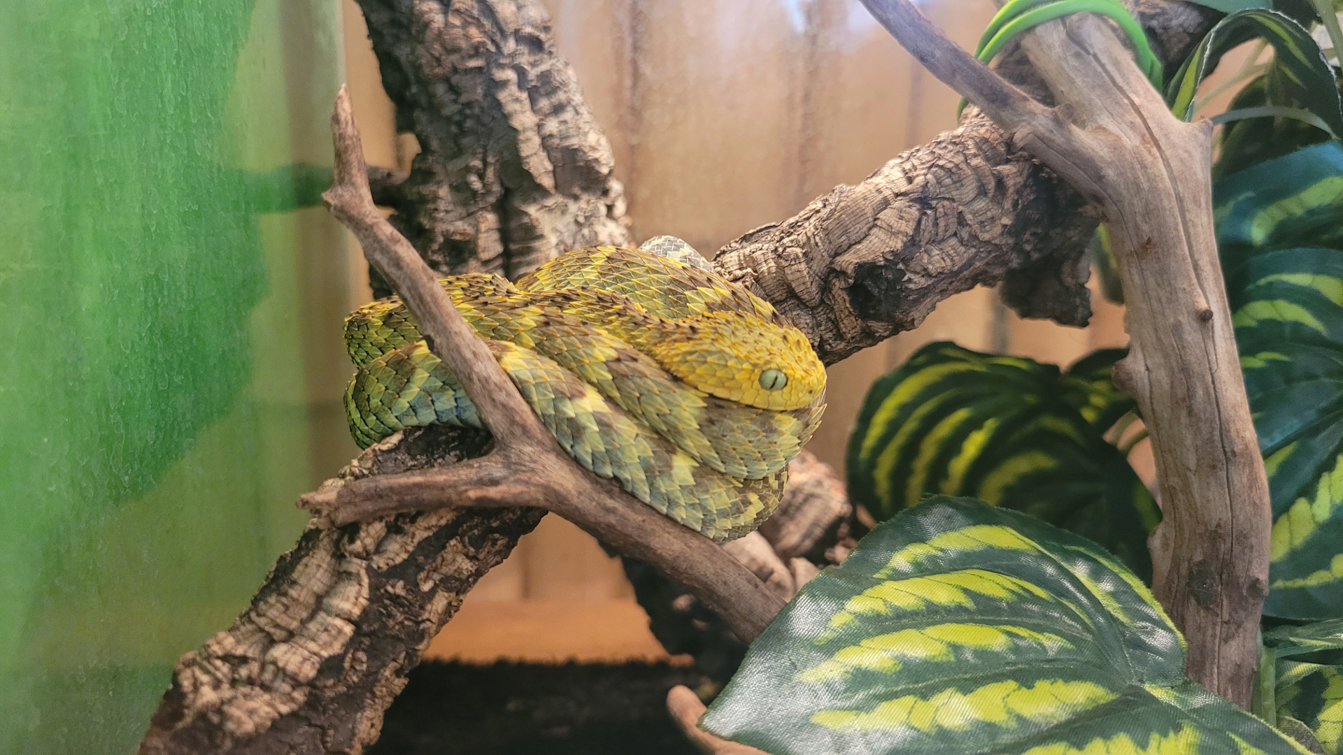 Eine Buschviper liegt zusammengerollt in einem Terrarium auf einem Ast. © NDR Foto: Britta Nareyka