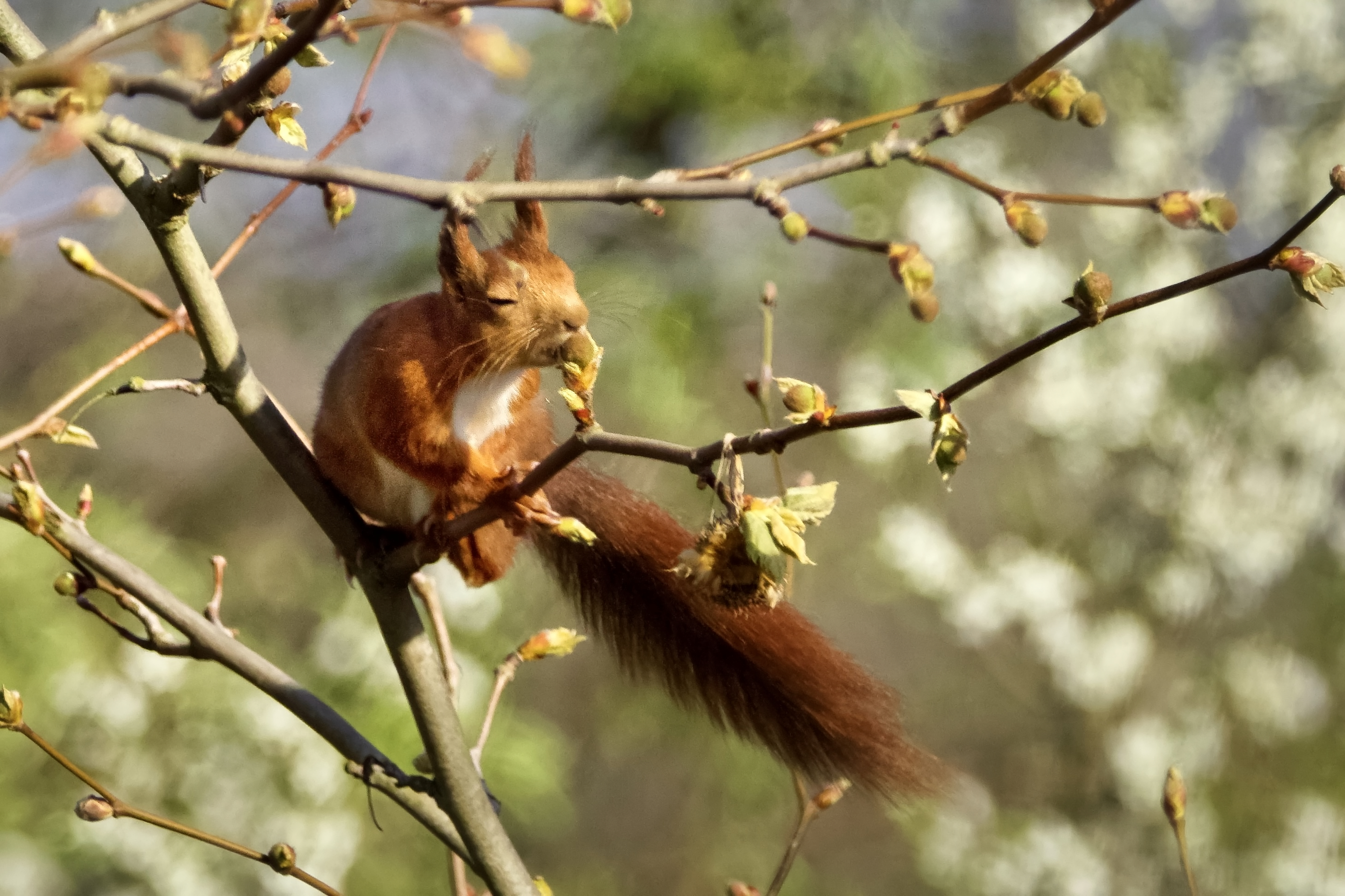 Ein Eichhörnchen riecht an einer Platanenknospe. © NDR Foto: Claus Dreßler