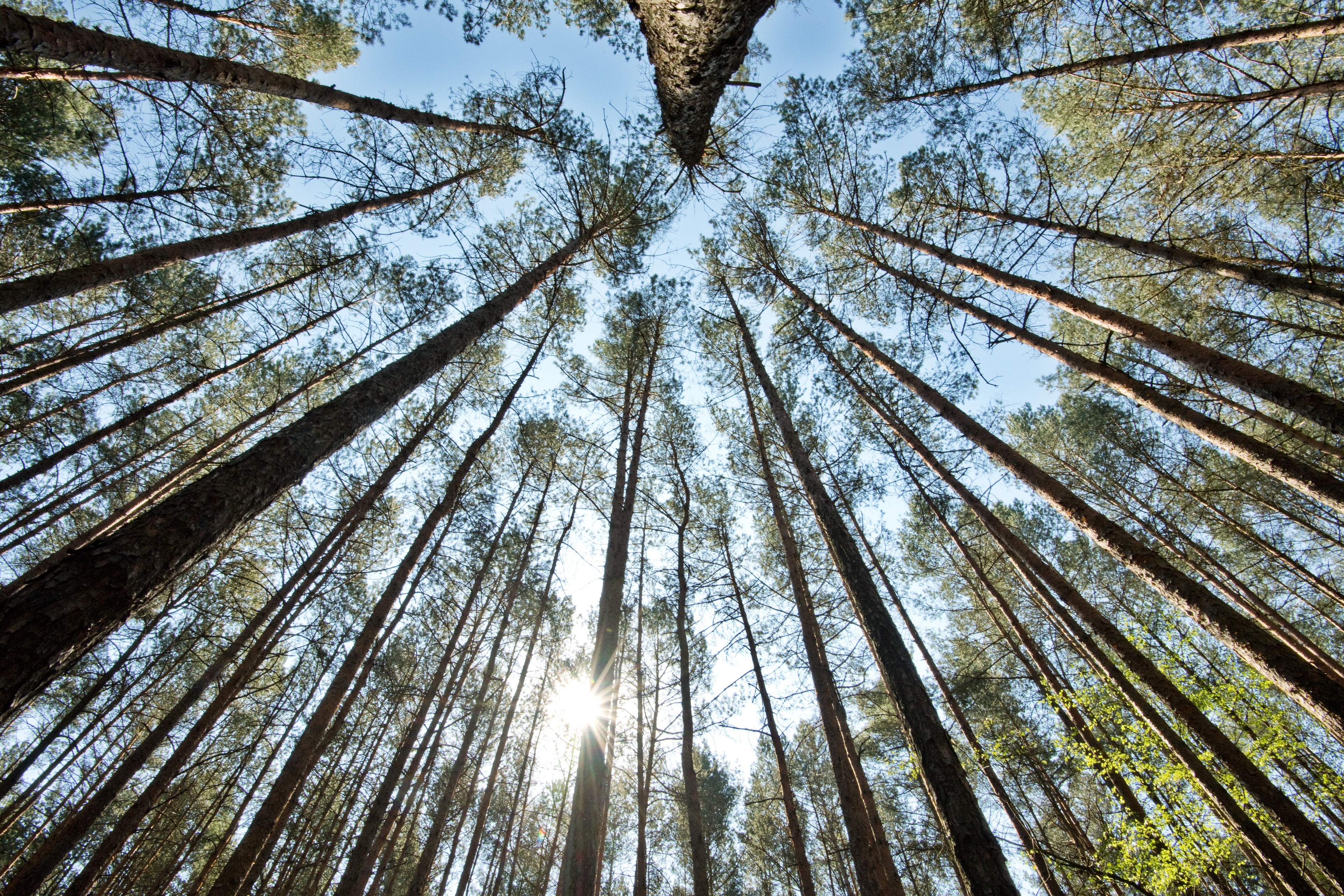 Nadelbäume wachsen in einem Waldstück im Landkreis Celle. © picture alliance/dpa Foto: Julian Stratenschulte