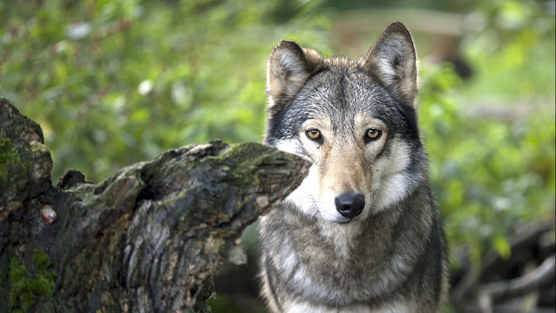 Ein Wolf in einem Wildpark-Gehege. © NDR Foto: Sven Glagow