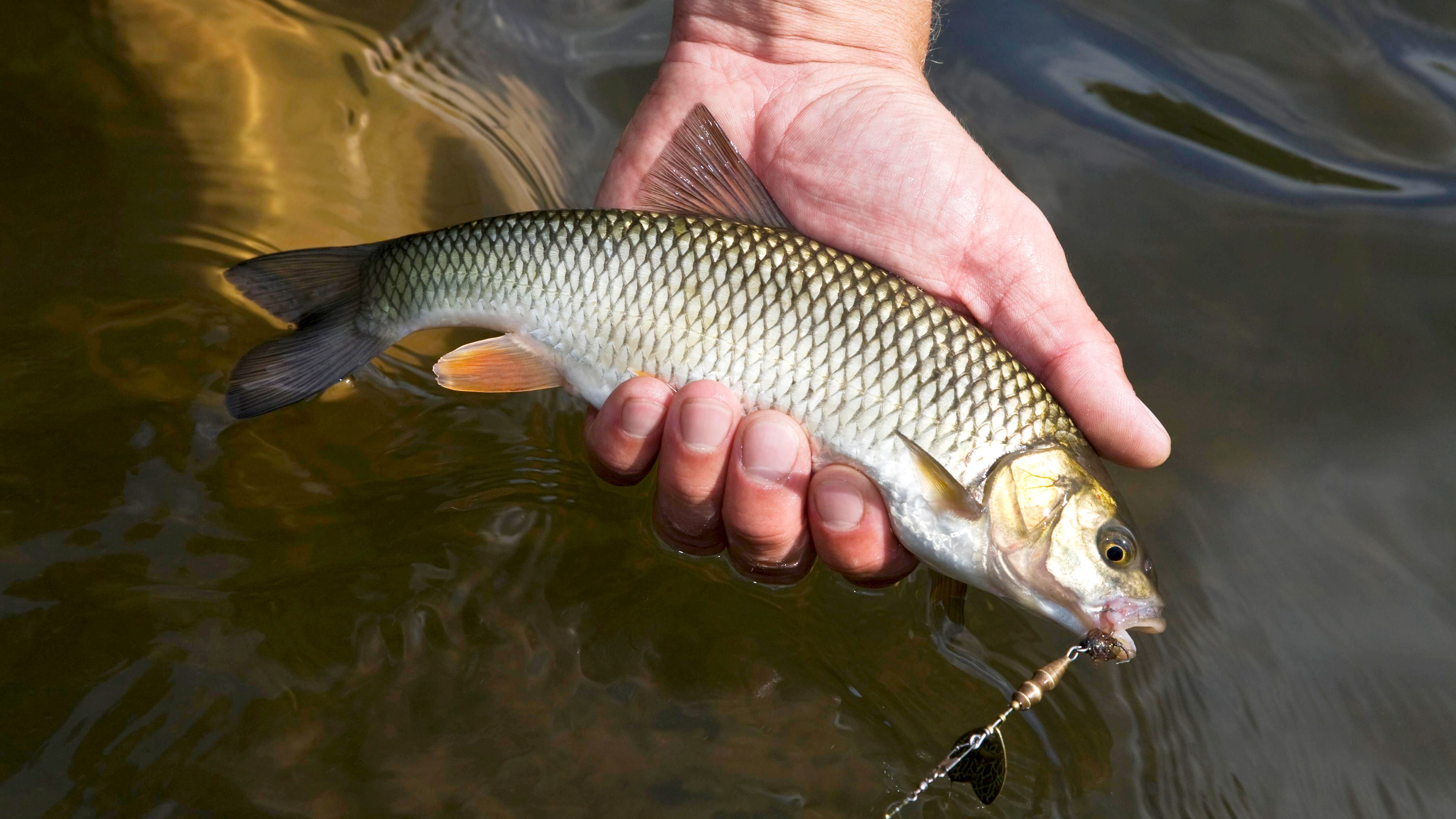 Eine Hand hält einen Döbel am Haken aus dem Wasser. © picture alliance / imageBROKER | Tom Schneider Foto: Tom Schneider