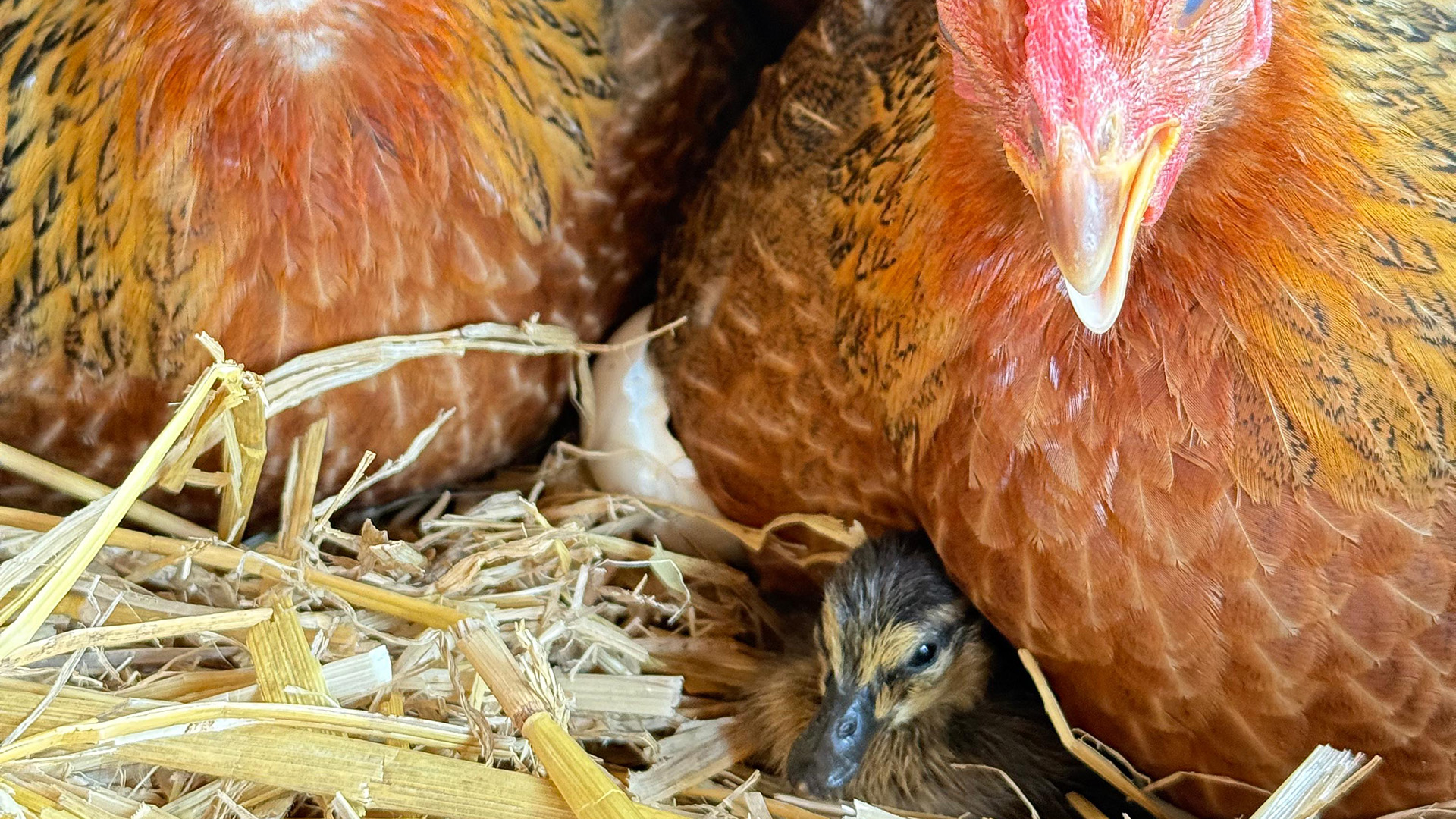 Ein geschlüpftes Entenküken blickt unter einem Huhn hervor © NDR Foto: Angela Scheel