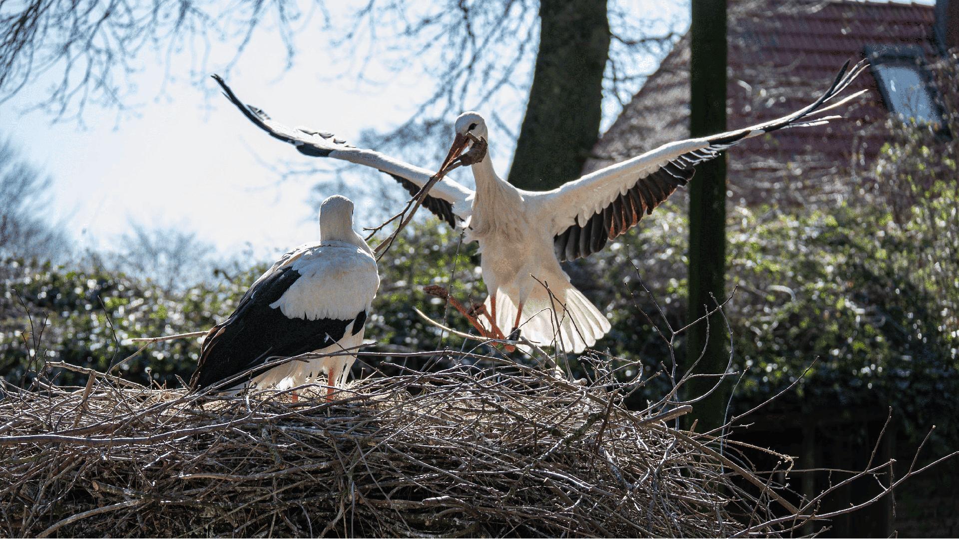 Ein Storch landet neben seinem Storchenpartner und trägt Baumaterial für das Nest im Schnabel. © Melanie Lettau Foto: Melanie Lettau