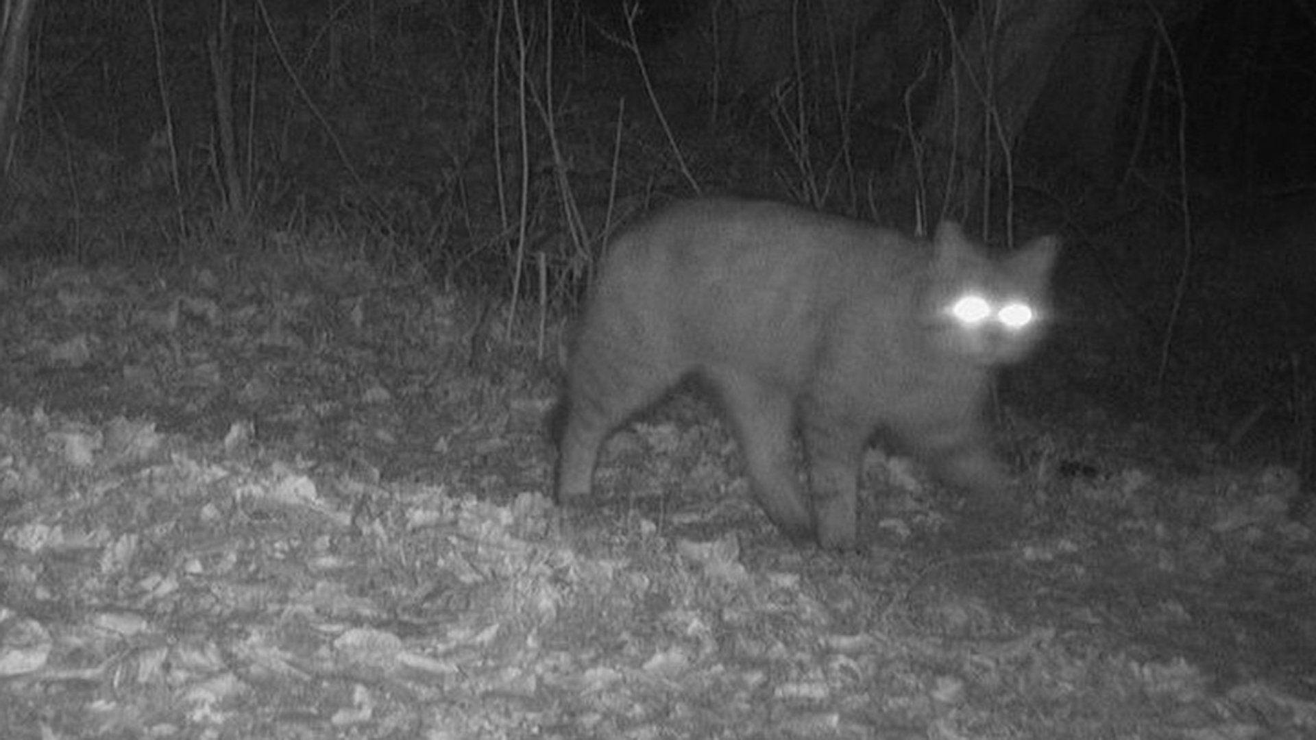 Eine Wildkatze wurde mithilfe einer Fotofalle aufgenommen. © Wolfsmanagement LfU SH 