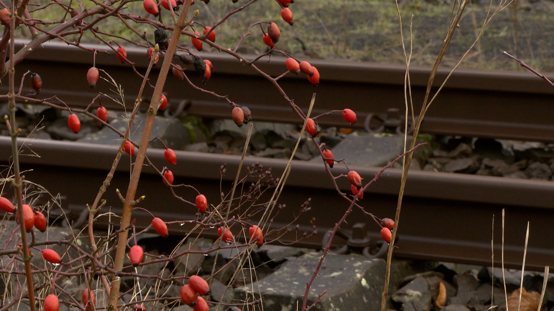 Pflanzen am Rande eines Bahngleises © NDR Foto: NDR Screenshot