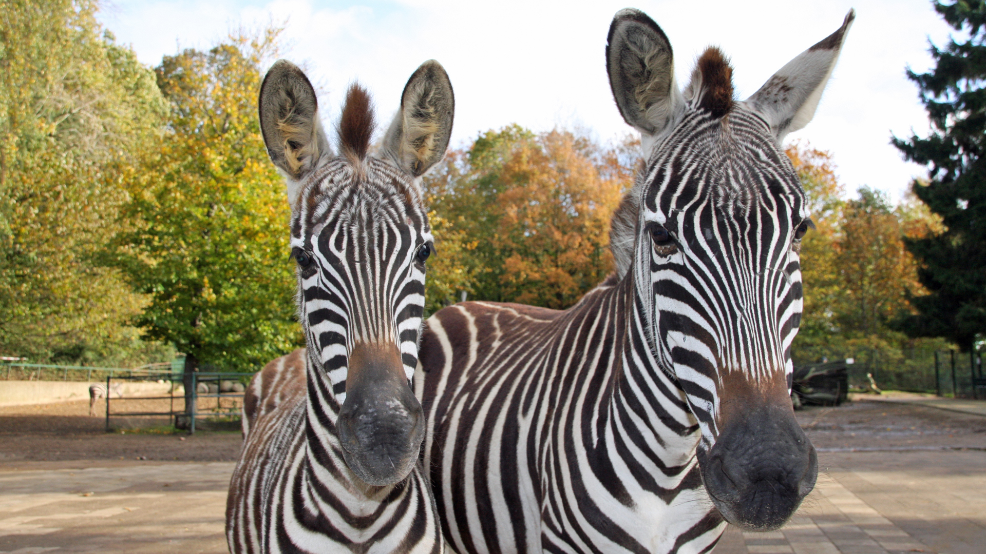Zwei Steppenzebras im Tierpark Gettorf © Tierpark Gettorf 